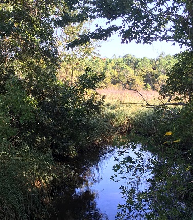 A restored forested wetland.