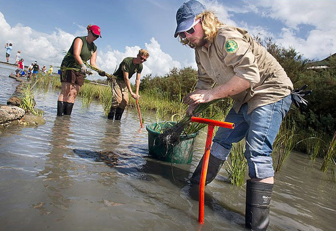 GulfCorps members build a living shoreline.