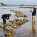 Gulf Corps Restoration Monitoring