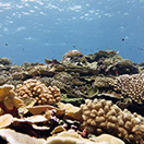 Branching and foliose corals at Swains Island, American Samoa. NOAA Photo by James Morioka.