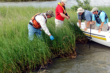 Marsh sampling