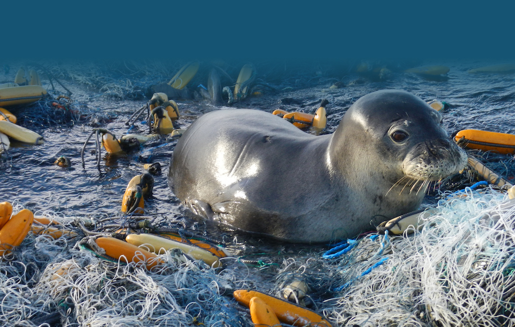 Seal caught in marine debris